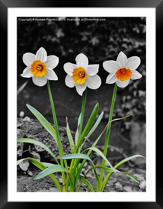 Daffodil Isolation Framed Mounted Print by Andrew Poynton