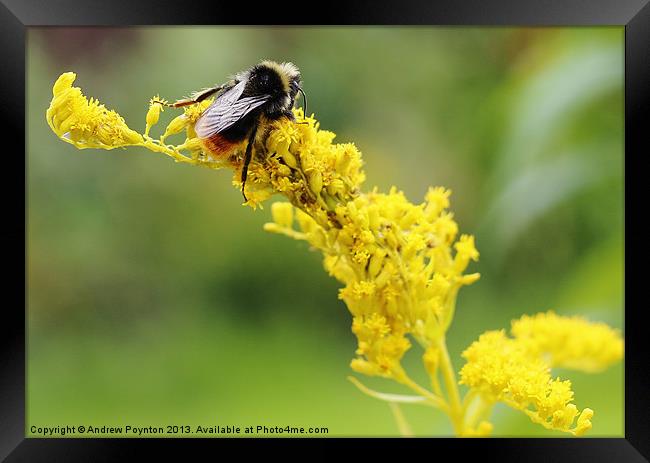 Bombus lapidarius Framed Print by Andrew Poynton