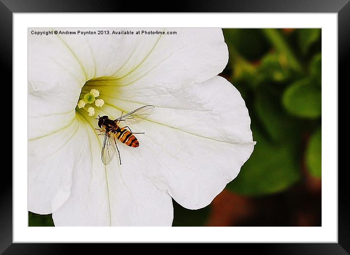 HOVERFLY Framed Mounted Print by Andrew Poynton