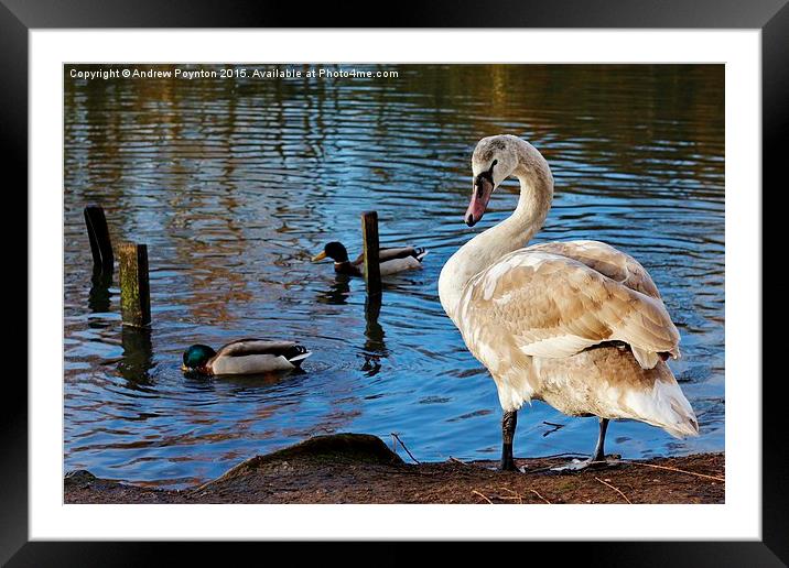 Beautiful young swan Framed Mounted Print by Andrew Poynton