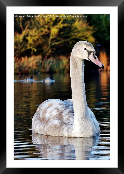  Swan Framed Mounted Print by Andrew Poynton