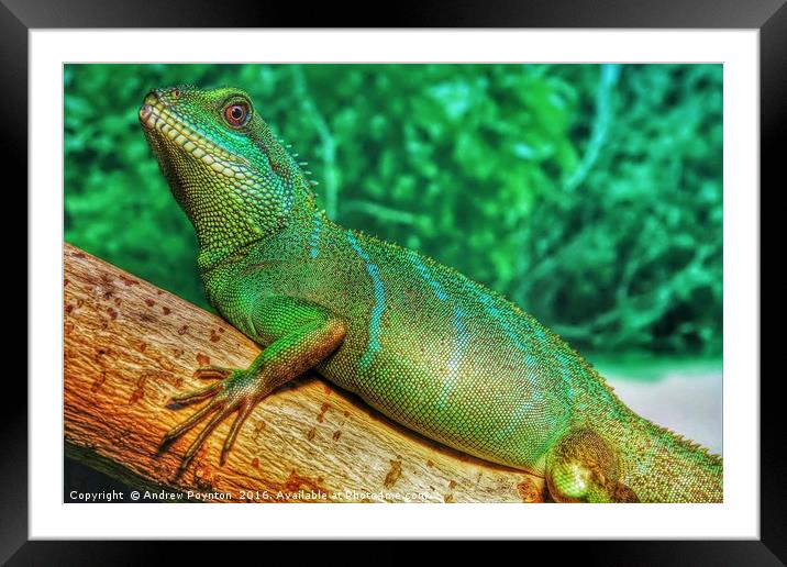 Chinese Water Dragon Framed Mounted Print by Andrew Poynton