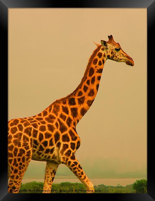 Giraffe Close-up #2 Framed Print by Henry Anderson