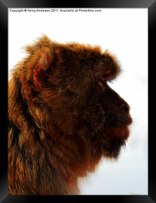 Monkey #2 Framed Print by Henry Anderson
