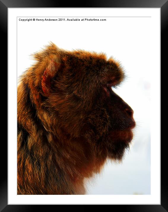 Monkey #2 Framed Mounted Print by Henry Anderson