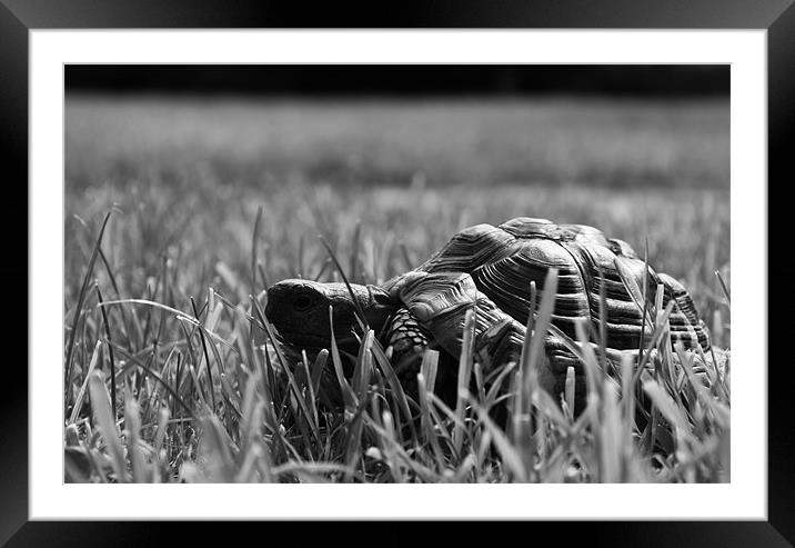 Tortoise in the Grass Framed Mounted Print by Mehgan Sedgwick