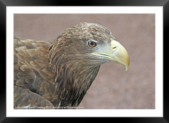 Eagle Framed Mounted Print by Grant Paterson