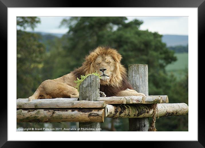 The King Of The Jungle Framed Mounted Print by Grant Paterson