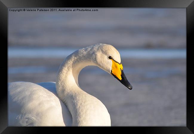 Icelandic Yellow Billed Swan Framed Print by Valerie Paterson