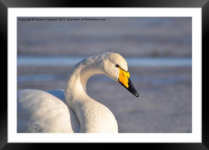 Icelandic Yellow Billed Swan Framed Mounted Print by Valerie Paterson