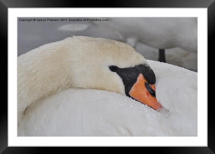 Snuggle Doon Framed Mounted Print by Valerie Paterson