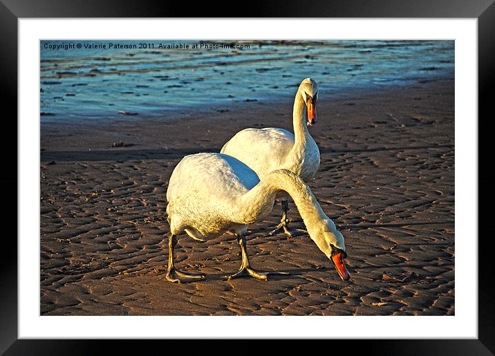 Hungry Swans Framed Mounted Print by Valerie Paterson
