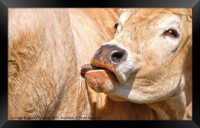 Golden Cow Framed Print by Valerie Paterson