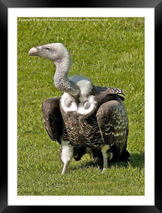 Cape Griffon Vulture Framed Mounted Print by Valerie Paterson
