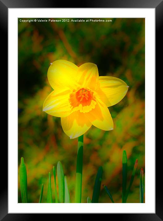Soft Focus Daffodil Framed Mounted Print by Valerie Paterson