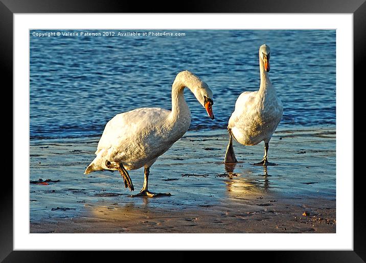 Swans On Walkabouts Framed Mounted Print by Valerie Paterson