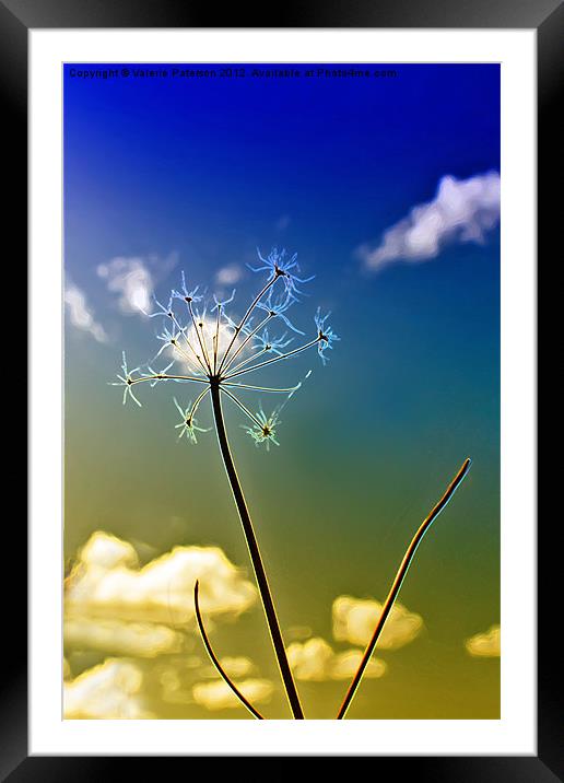 Wild Cow Parsley Framed Mounted Print by Valerie Paterson