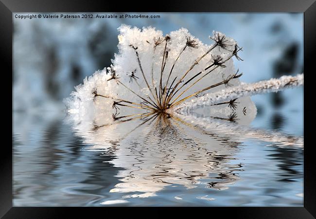 Frosted Cow Parsley Framed Print by Valerie Paterson