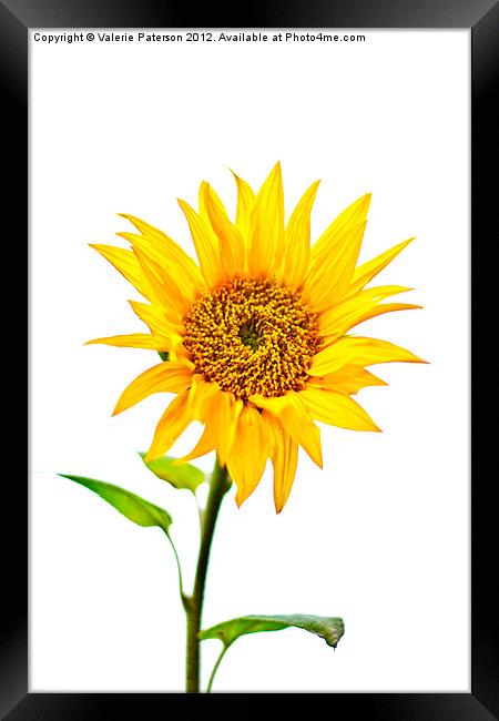 Sunflower Framed Print by Valerie Paterson