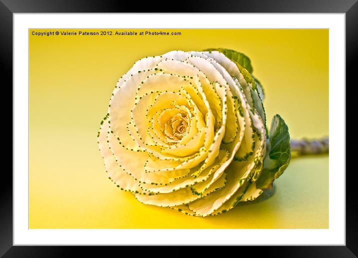 Cabbage Rose Framed Mounted Print by Valerie Paterson