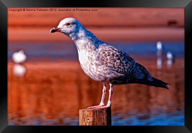 Great Black Backed Gull Framed Print by Valerie Paterson