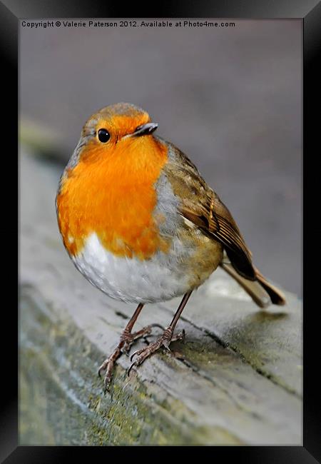 Robin Framed Print by Valerie Paterson