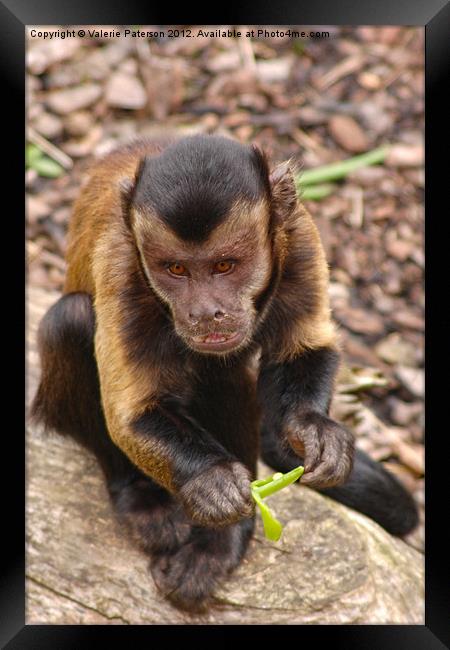 Capuchin Monkey Framed Print by Valerie Paterson