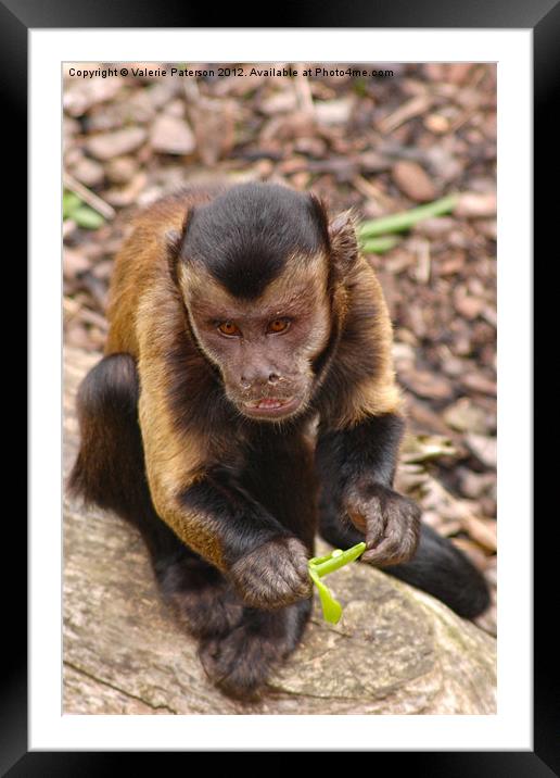 Capuchin Monkey Framed Mounted Print by Valerie Paterson