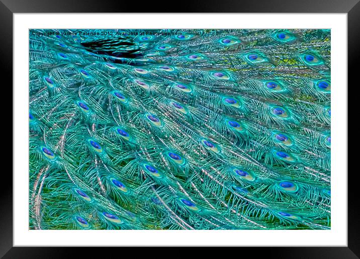 Peacock Feathers Framed Mounted Print by Valerie Paterson