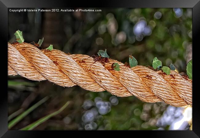 Leaf Cutter Ants At Work Framed Print by Valerie Paterson