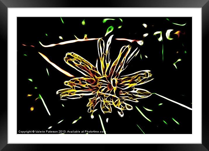 Petals in Light Framed Mounted Print by Valerie Paterson