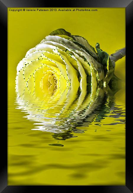 Ripple Cabbage Rose Framed Print by Valerie Paterson