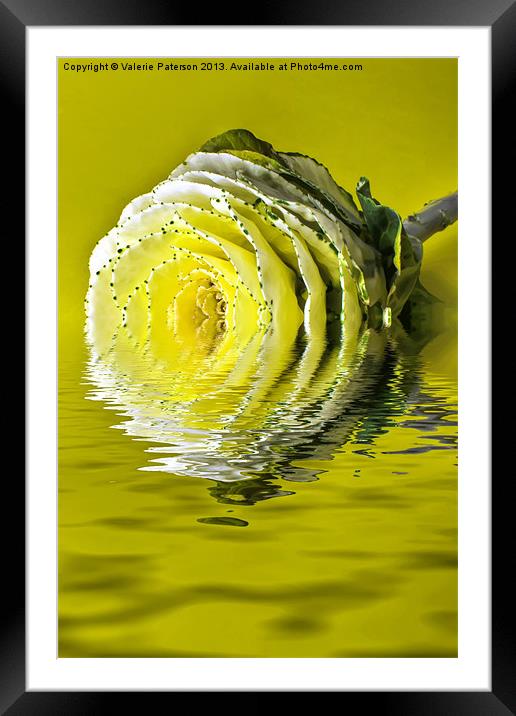 Ripple Cabbage Rose Framed Mounted Print by Valerie Paterson
