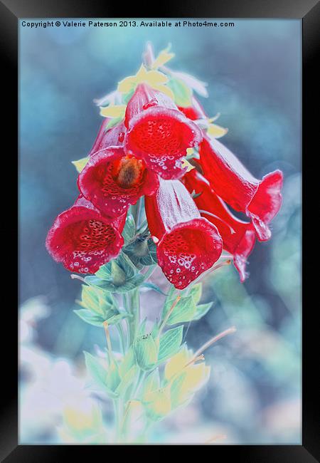 Foxglove in Red Framed Print by Valerie Paterson