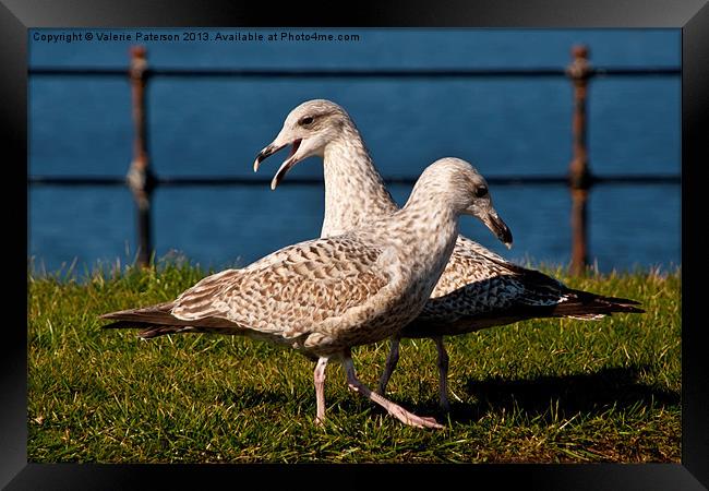 Two Gulls Framed Print by Valerie Paterson