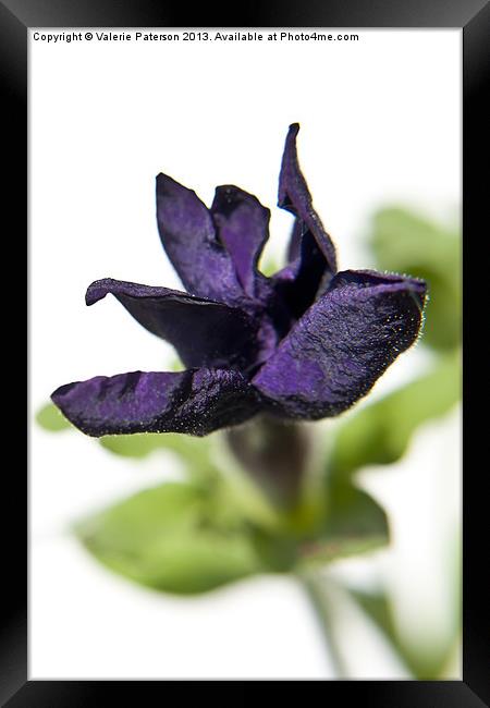 Purple Petunia Flower Framed Print by Valerie Paterson