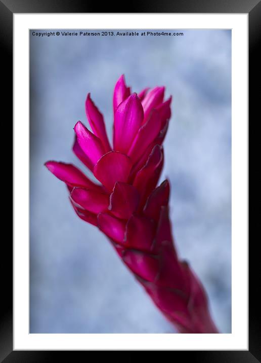 Tropical Ginger Framed Mounted Print by Valerie Paterson