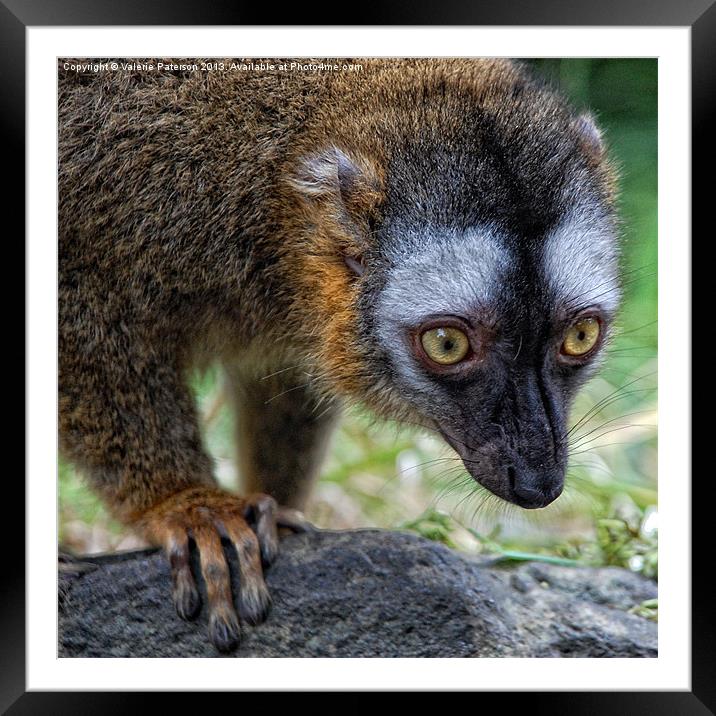 Lemur Framed Mounted Print by Valerie Paterson