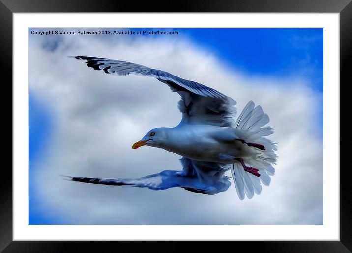 Seagull Framed Mounted Print by Valerie Paterson