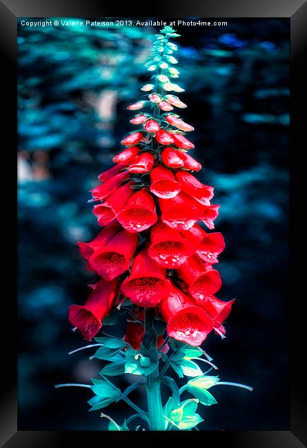Foxglove In Red Framed Print by Valerie Paterson