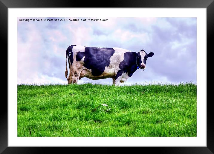 Holstein Cow Framed Mounted Print by Valerie Paterson