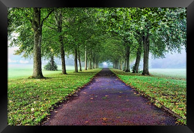 The Avenue in the Fog  Framed Print by Valerie Paterson