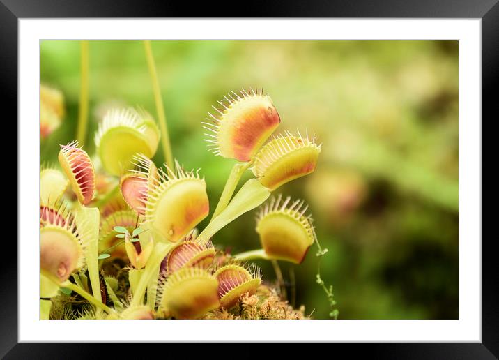 Venus Fly Trap Framed Mounted Print by Valerie Paterson