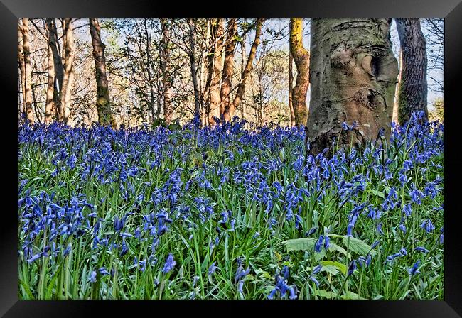 Bluebell Wood Framed Print by Valerie Paterson