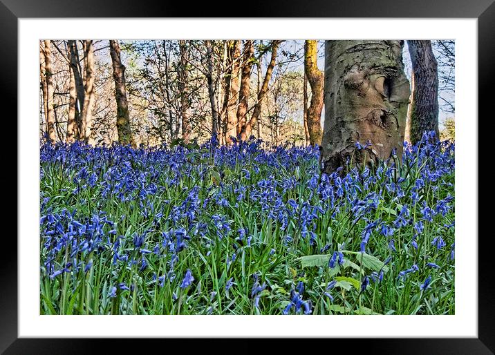 Bluebell Wood Framed Mounted Print by Valerie Paterson