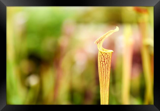 Pitcher Plant Framed Print by Valerie Paterson