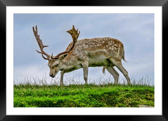Deer Framed Mounted Print by Valerie Paterson