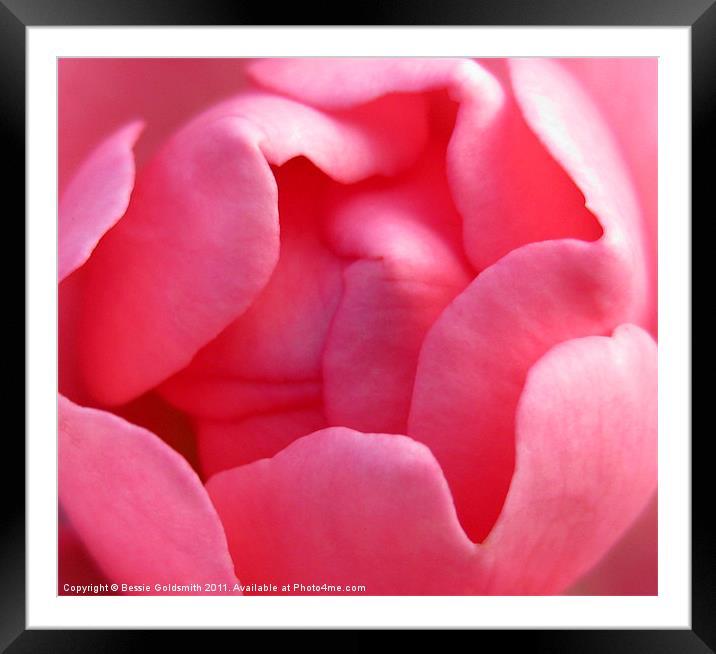 Pink Rose Bud Framed Mounted Print by Bessie Goldsmith