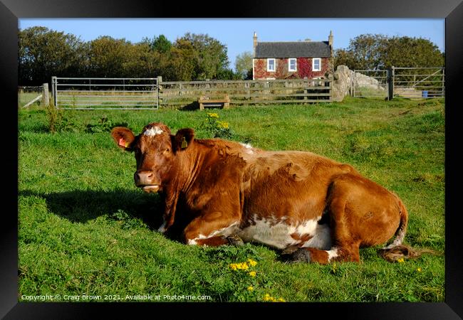 Cow in field Framed Print by Craig Brown