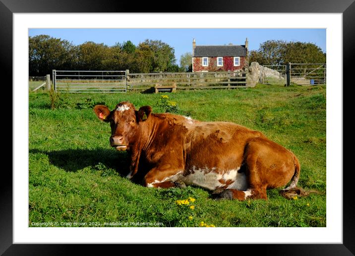 Cow in field Framed Mounted Print by Craig Brown